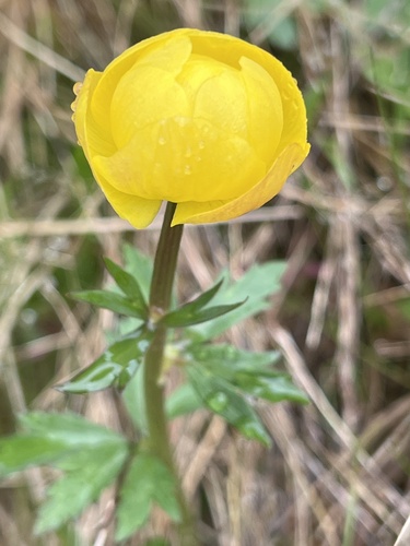 European Globeflower