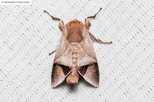 Setora postornata (Hampson, 1900)