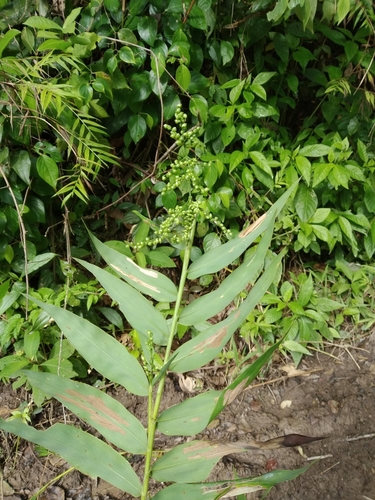 Lasiacis ligulata