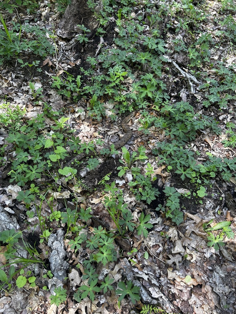 Eastern Hognose Snake from Mirror Lake State Park, Reedsburg, WI, US on ...