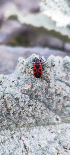 European Firebug