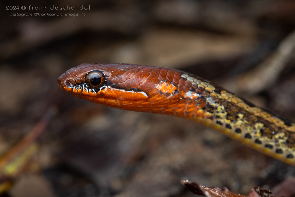 Black-headed Collared Snake from Petra Jaya, Kuching, Sarawak, Malaisie ...