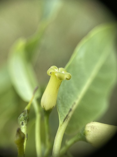 Wahiawa labordia (Labordia tinifolia var. wahiawaensis)