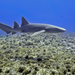 Nurse Shark - Photo (c) R Vasconcellos, all rights reserved, uploaded by R Vasconcellos