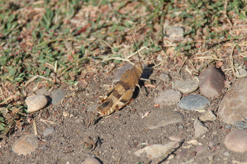 Three-banded Grasshopper