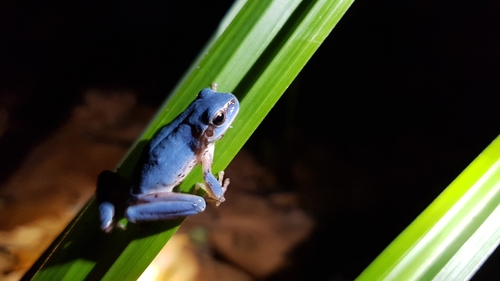 Mediterranean Tree Frog