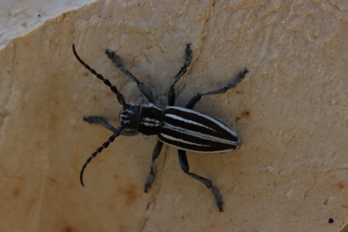 Iberodorcadion pseudomolitor