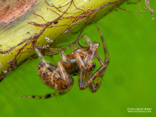 Parasteatoda gui