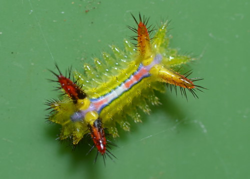 How to identify Anaxidia lozogramma (Turner, 1902)