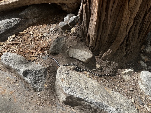 iNaturalist observation photo of California Mountain Kingsnake