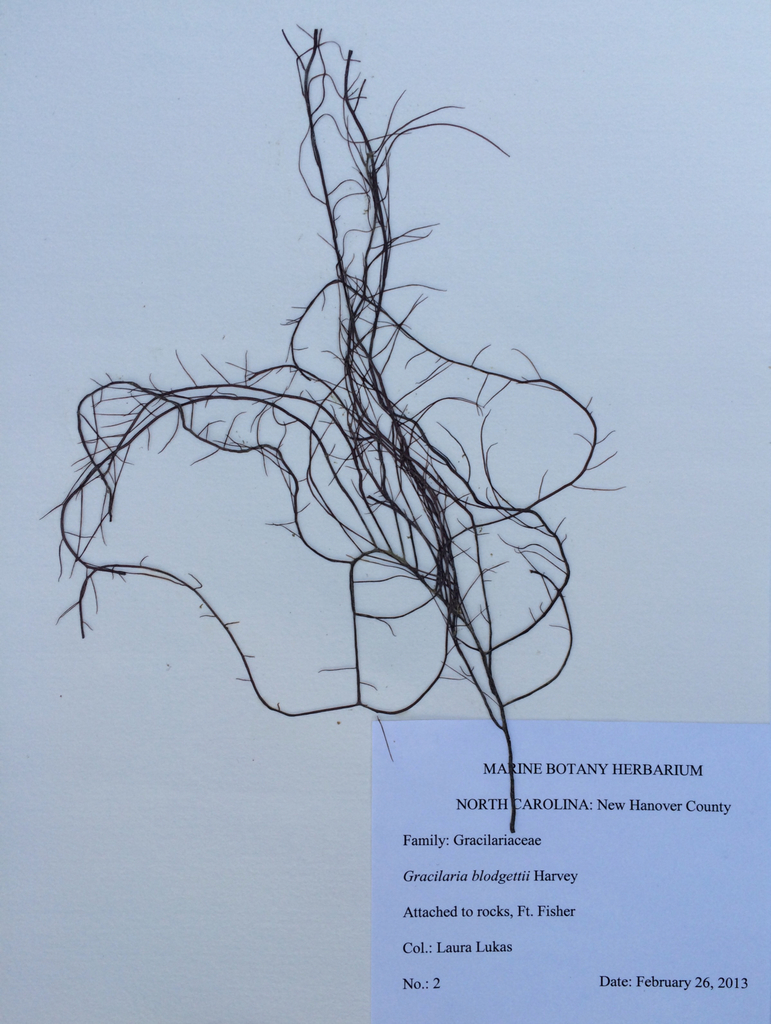 Gracilaria blodgettii (Gracilaria blodgettii)