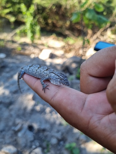 Brazilian Monkey Lizard