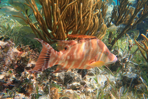 Hogfish