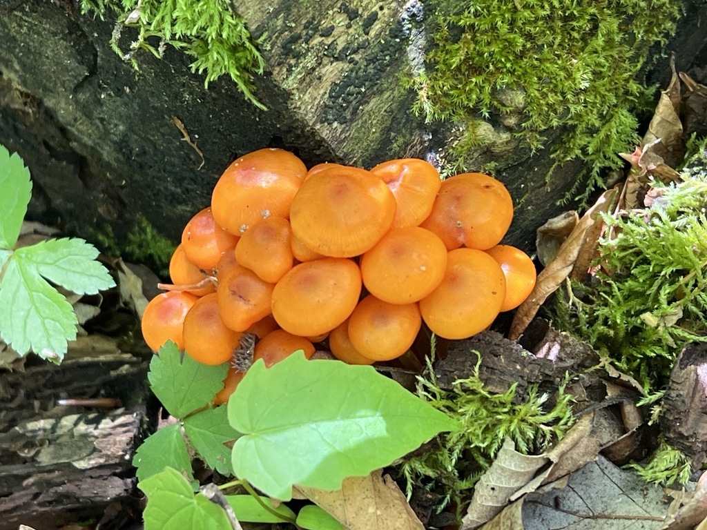 Fungi Including Lichens from Maple Ridge, Covington, OH, US on May 8, 2024 at 0233 PM by Chad