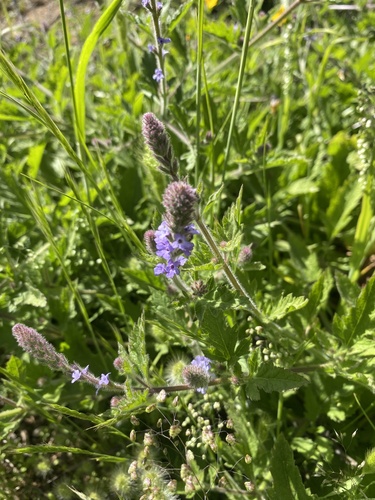 iNaturalist observation photo of western vervain