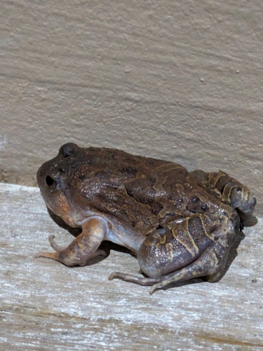 Burmese Squat Frog
