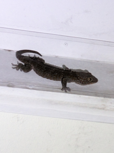 Tokay Gecko