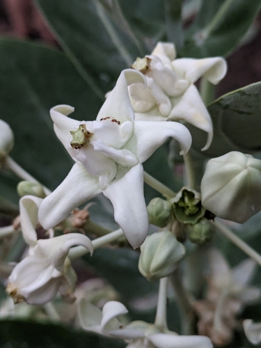 crown flower