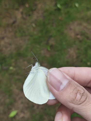Small White