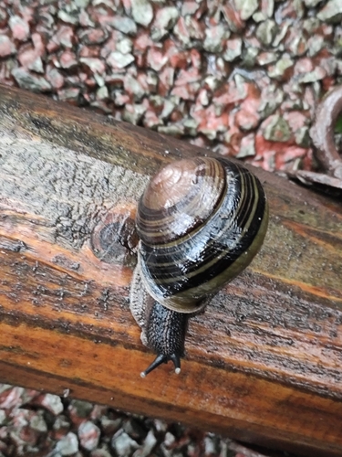 Camaena xanthoderma
