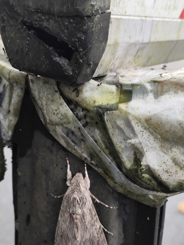 Convolvulus Hawkmoth