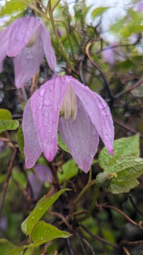 Clematis occidentalis var. occidentalis
