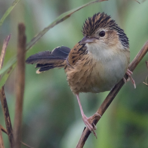 Chinese Grassbird