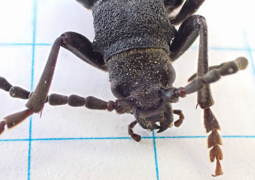 Piodes coriacea