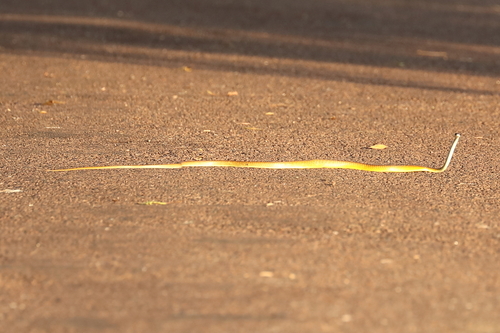 Common Tree Snake sighting