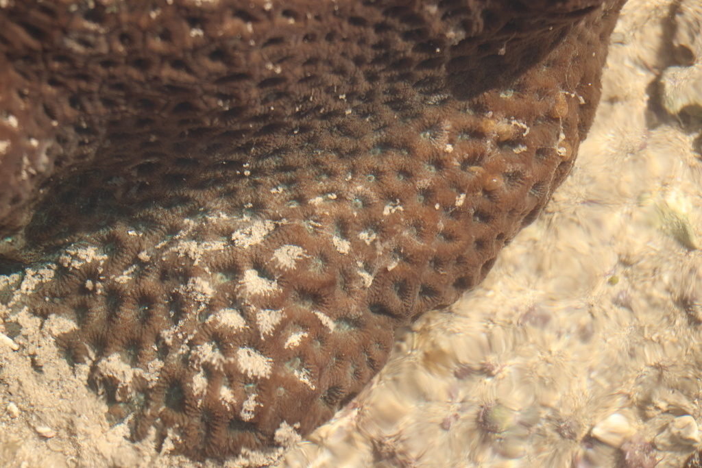 Merulinidae Merulinidae in May 2024 by Anisha Rane · iNaturalist