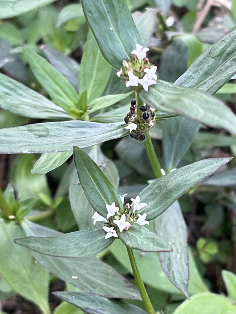 Woodland false buttonweed from Jalan Air Putih, Ayer Puteh, Terengganu ...