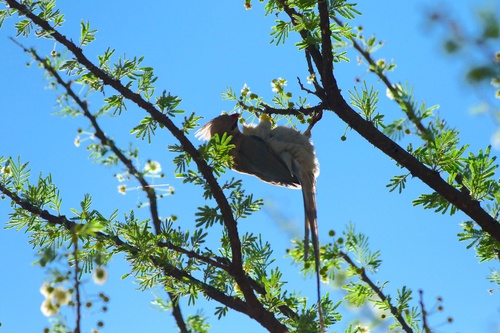 Blue-naped Mousebird