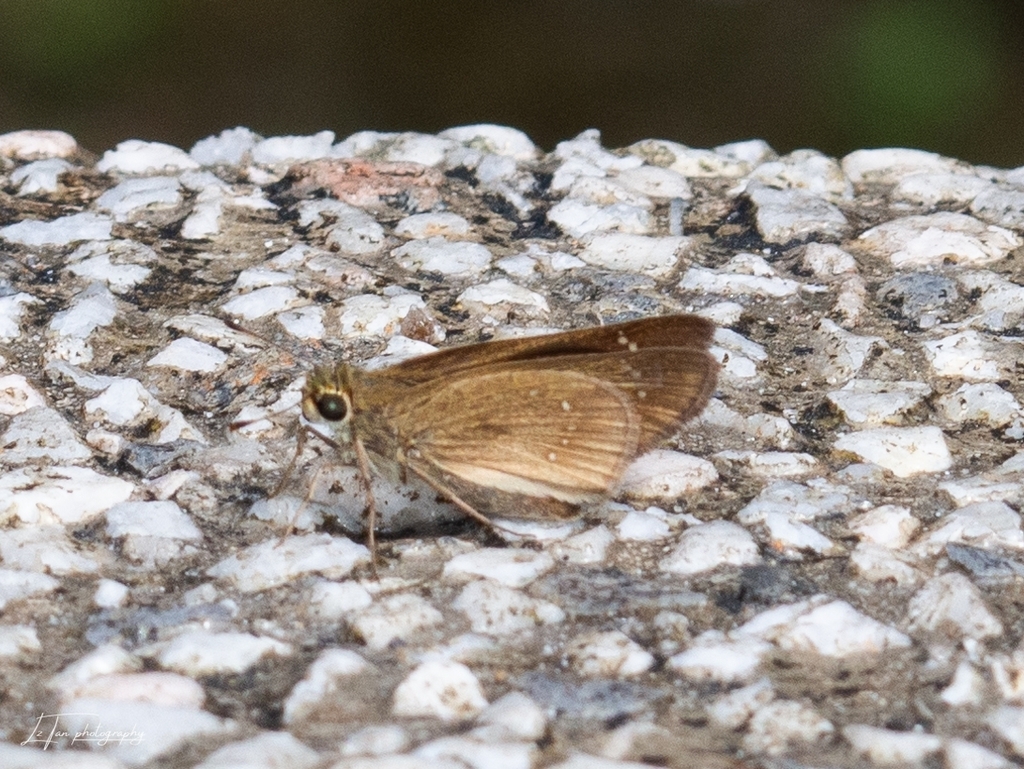 small-branded-swift-from-ukay-heights-68000-ampang-selangor-malaysia