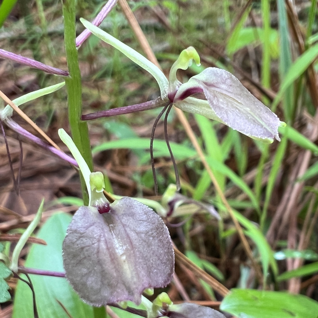 large twayblade from Chilton Woods State Forest, Lancaster, VA, US on ...