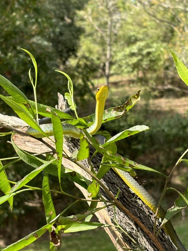 Common Tree Snake sighting