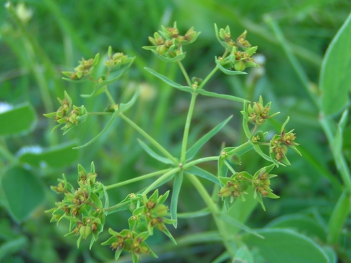 Euphorbia exigua ssp. exigua