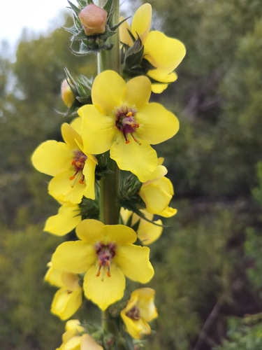 Verbascum virgatum