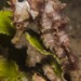 Observation photo