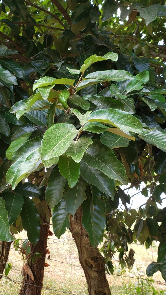 Couepia polyandra from 96366 Ver., México on May 9, 2024 at 11:05 AM by ...