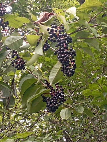 Ardisia compressa