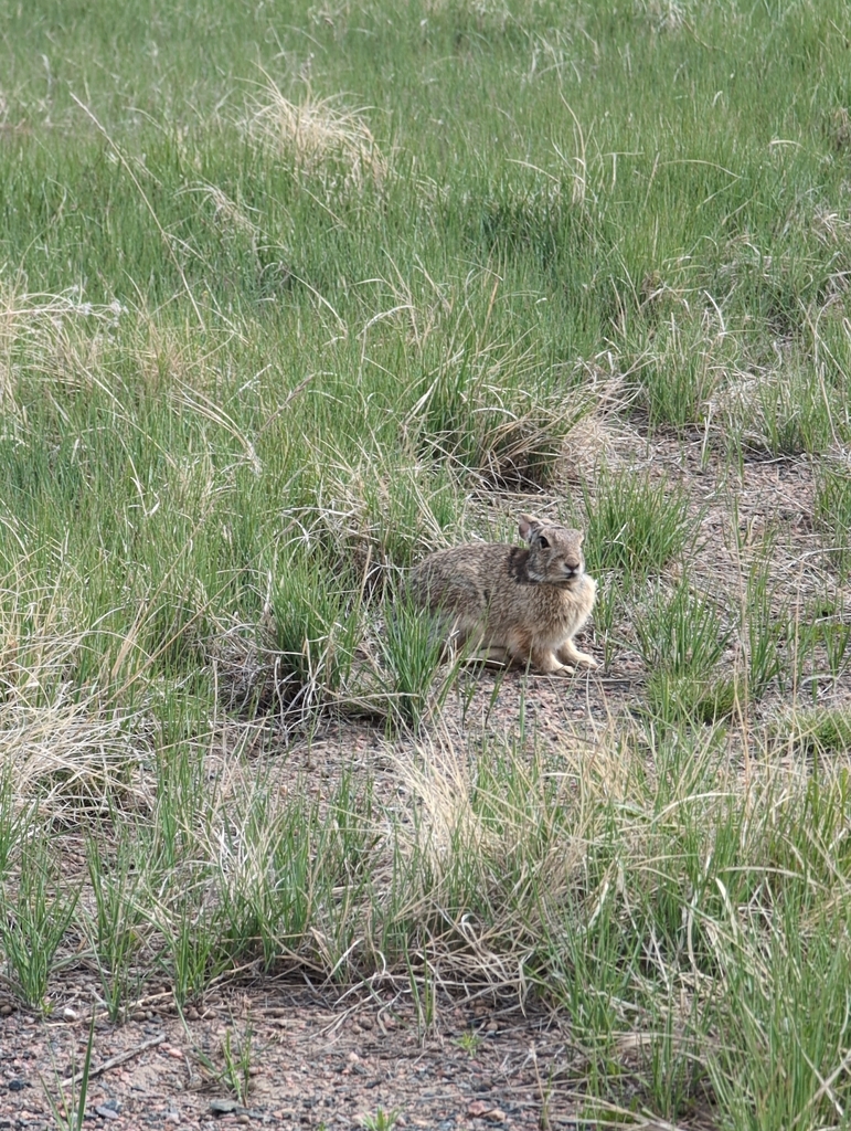 Cottontail Rabbits from Plains Conservation Center, Aurora, CO, USA on ...