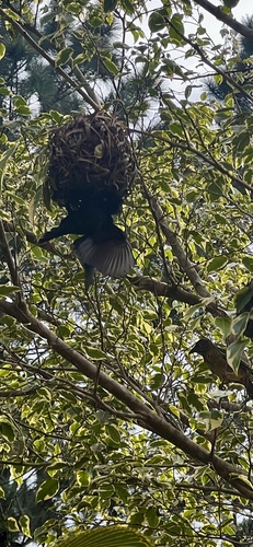 Vieillot's Black Weaver