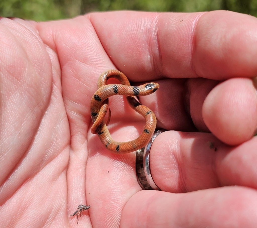 Great Plains Ground Snake in May 2024 by Doug Warner · iNaturalist