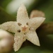 Lasianthus verticillatus - Photo (c) Allen Chien, all rights reserved, uploaded by Allen Chien