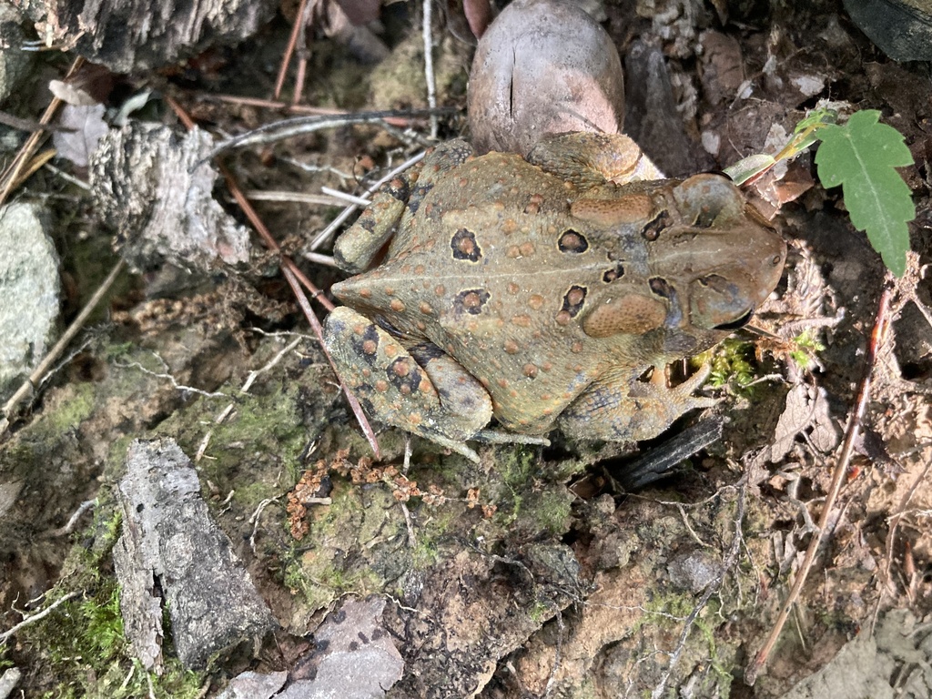 American Toad from Asheboro, NC, US on May 10, 2024 at 05:52 PM by Kyle ...