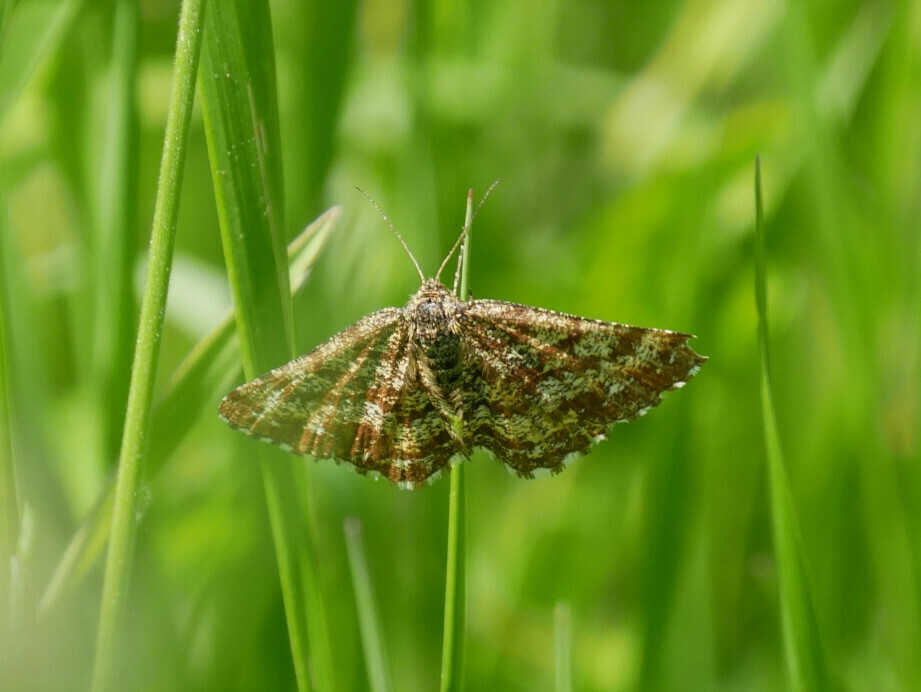 Common Heath from 77723 Gengenbach, Deutschland on May 11, 2024 at 02: ...