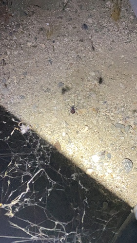iNaturalist observation photo of Western Black Widow