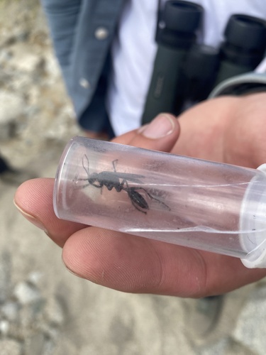 iNaturalist observation photo of Thread-waisted Wasps