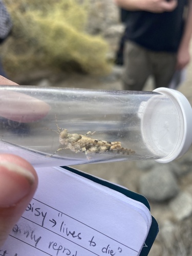 iNaturalist observation photo of Cream Grasshopper