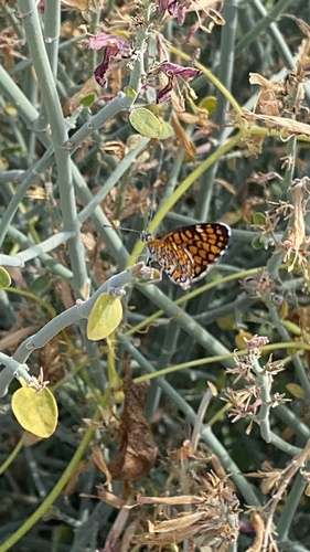 iNaturalist observation photo of Tiny Checkerspot